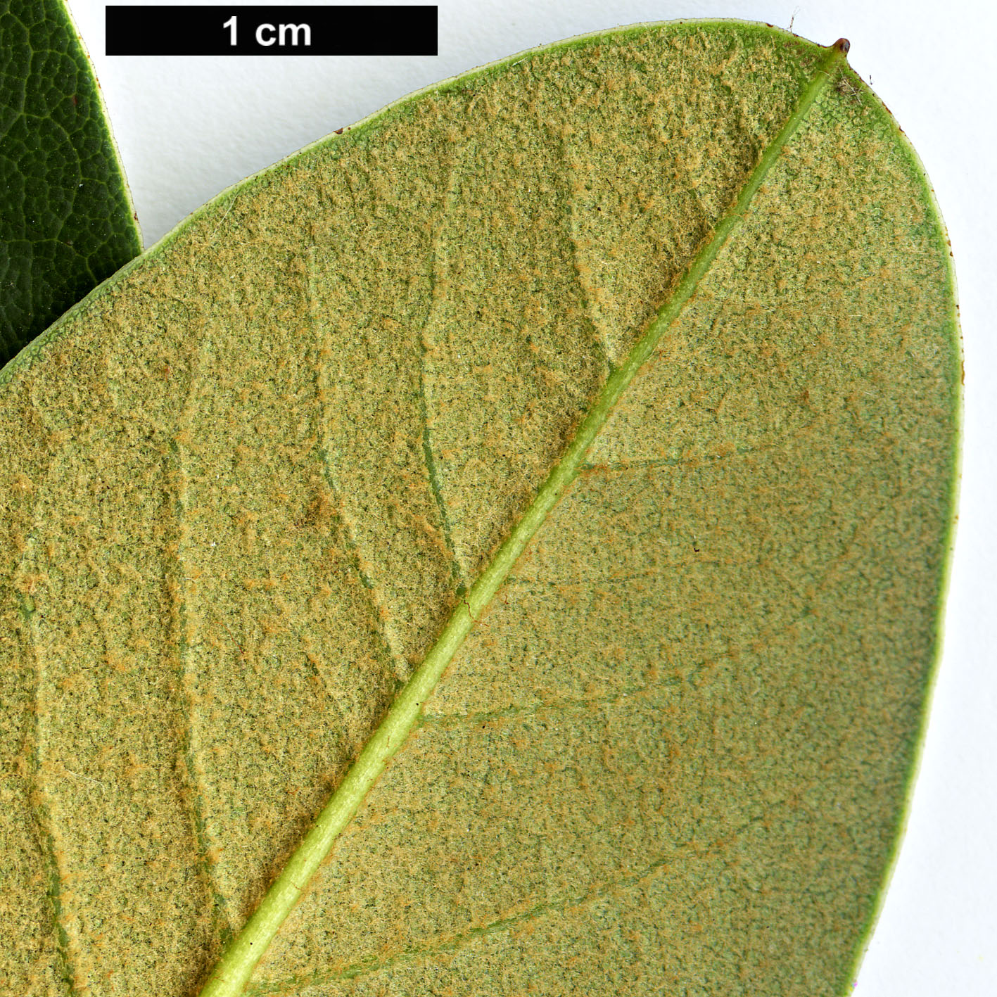 High resolution image: Family: Ericaceae - Genus: Rhododendron - Taxon: citriniflorum - SpeciesSub: var. citriniflorum